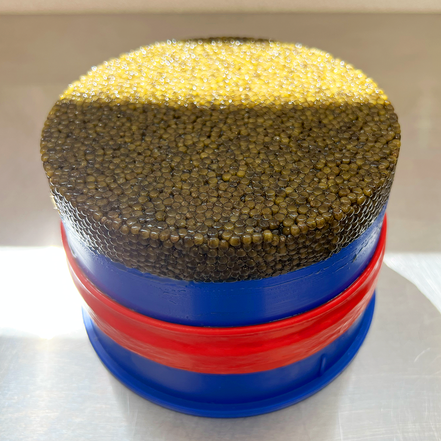 Kaluga Hybrid Caviar 1.1 Kilo  (2.4 lbs) Big Blue Tin. - Dorasti Caviar