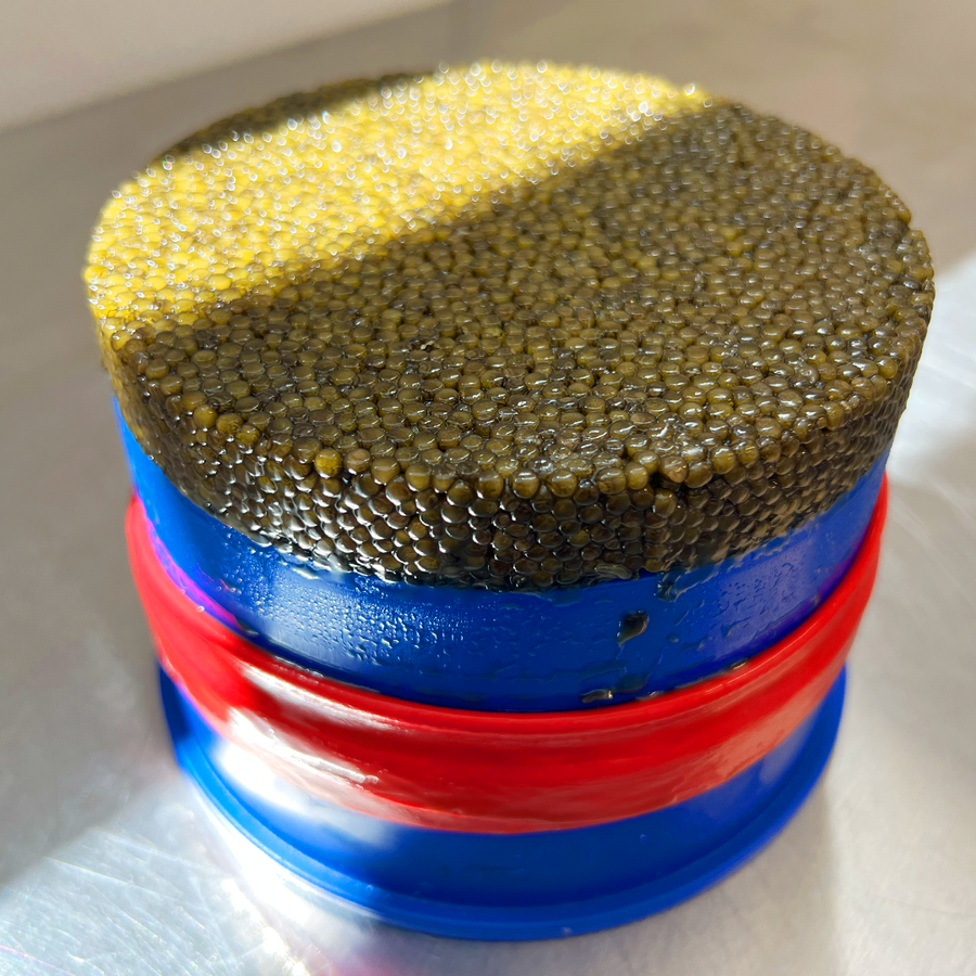 Kaluga Hybrid Caviar 1.1 Kilo  (2.4 lbs) Big Blue Tin. - Dorasti Caviar