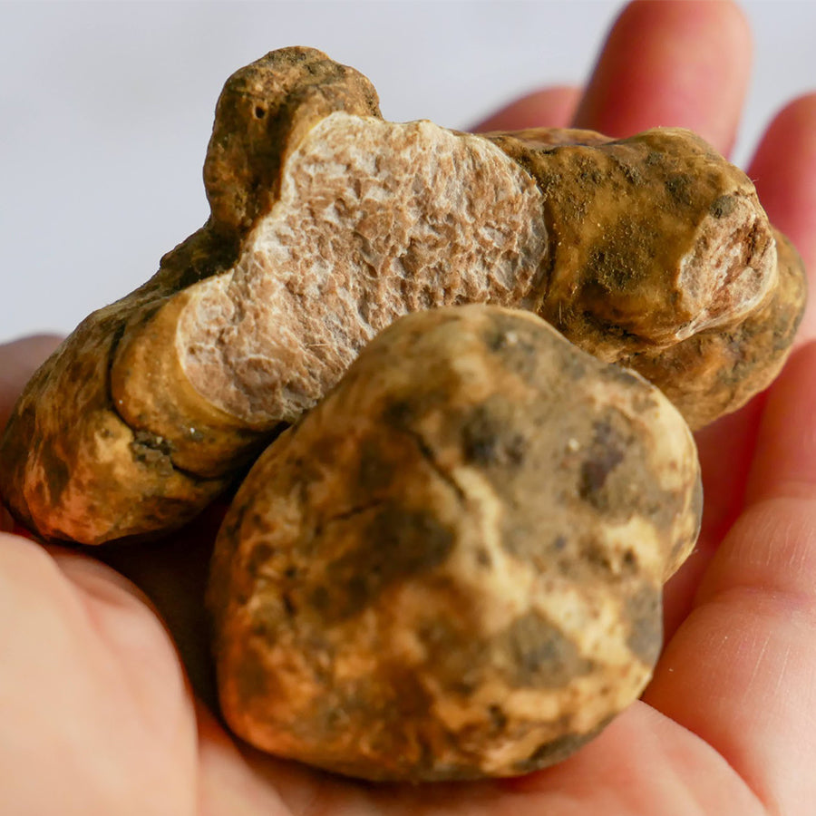 Italian Winter White Truffles (Tuber Magnatum Pico) - Dorasti Caviar