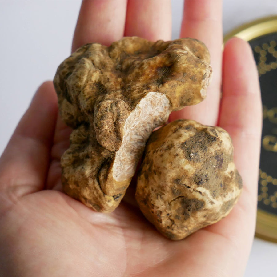 Italian Winter White Truffles (Tuber Magnatum Pico) - Dorasti Caviar
